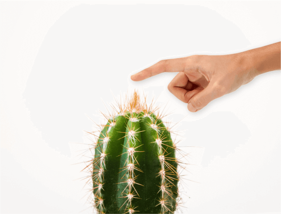 A hand with an extended index finger is reaching toward the sharp spines of a green cactus against a plain white background.
