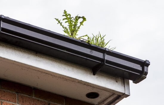 A close-up of a house gutter with weeds and grass growing out of it, indicating the gutter is clogged and in need of cleaning. The sky is overcast in the background.
