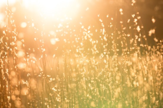 Sunlight streams through tall grass, creating a warm, golden glow with soft focus and sparkling bokeh effects, evoking a peaceful and serene atmosphere in nature.