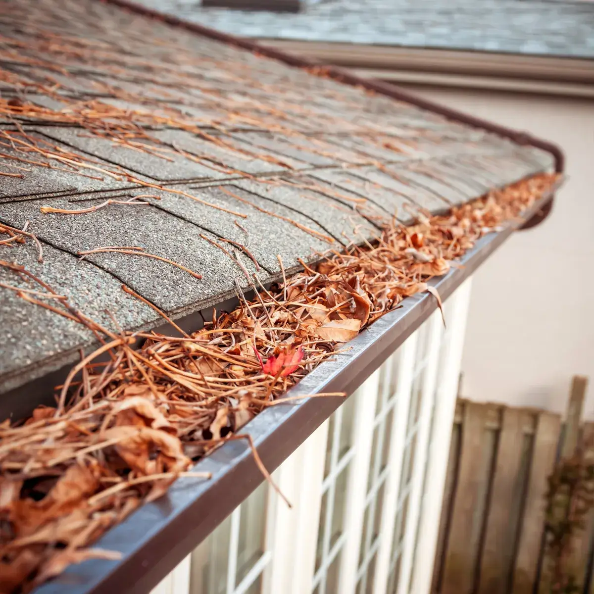 A house gutter filled with dry leaves and pine needles, running alongside a shingled roof, highlights the need for cleaning and protection with Gutterglove's stainless steel micro-mesh.